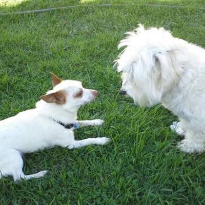 Archie (left) with neighbour's Maltese called Tofu (right).