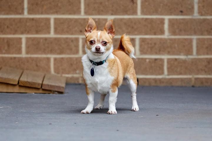 Jai - what a handsome-boy!