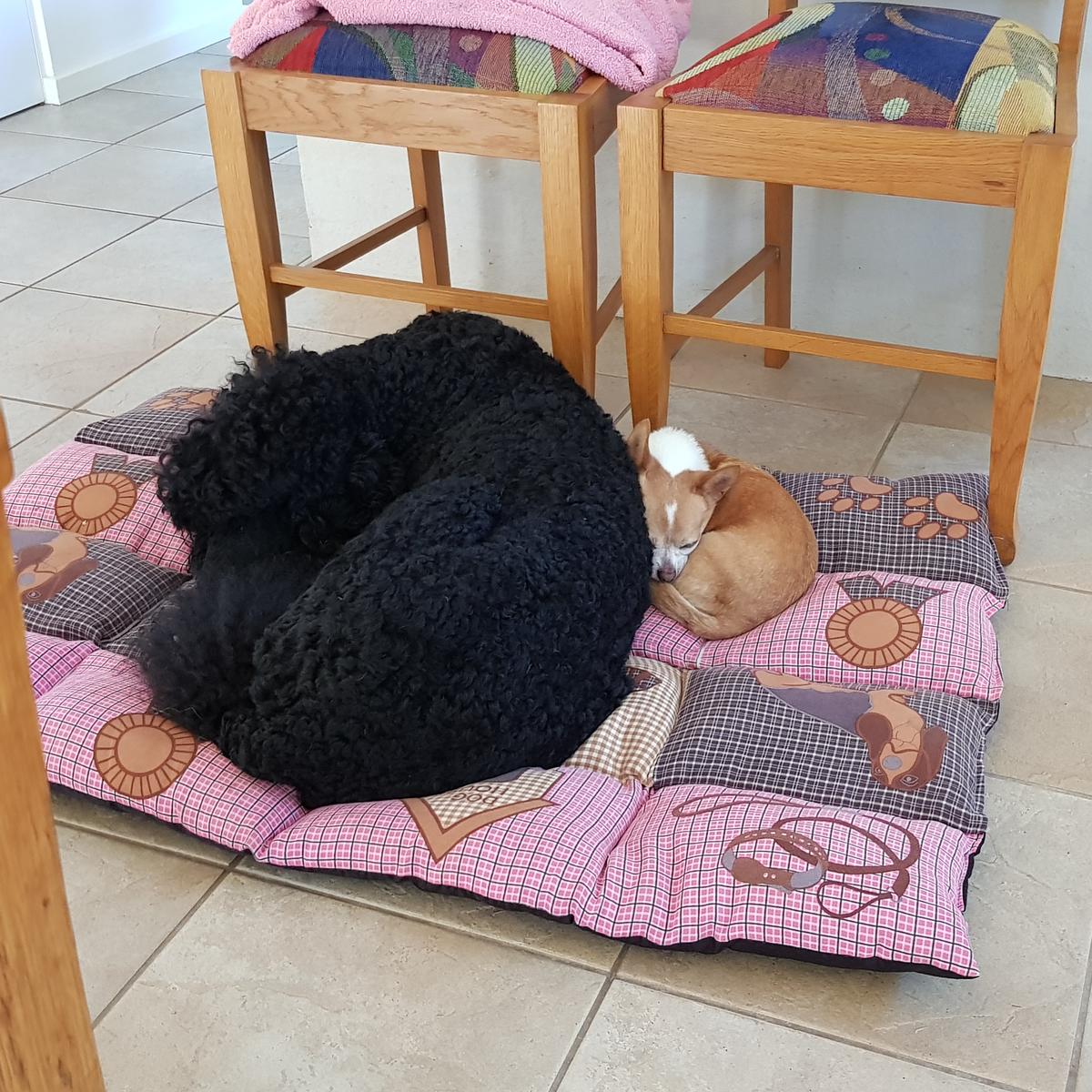 Jai (right) and Merlin (left) sharing a bed after a hard day of playing at the beach! (Tuesday, 1st of January 2019)