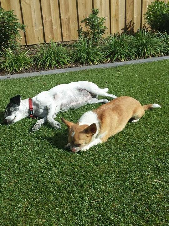 Jai (right) and Molly (left) resting on the grass.