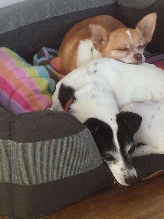 Jai (top) sleeping on his best mate Molly (bottom).