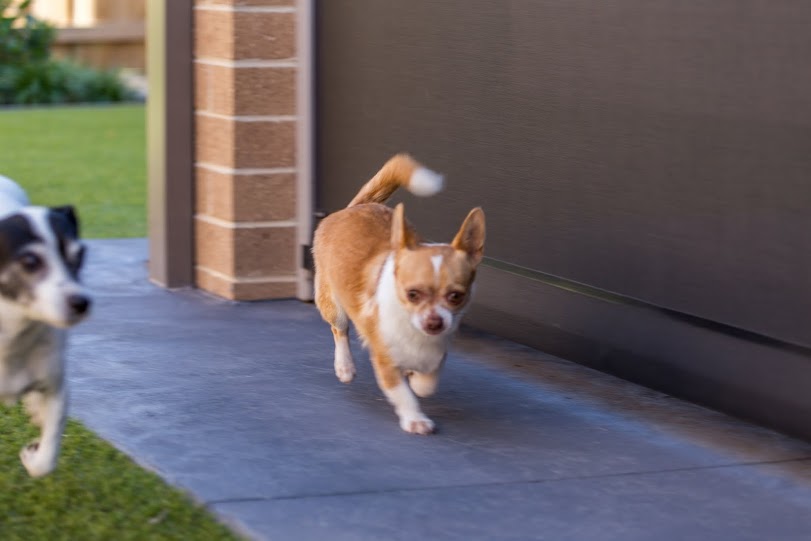 Jai trotting around the backyard. (Saturday, 24th of May 2014)