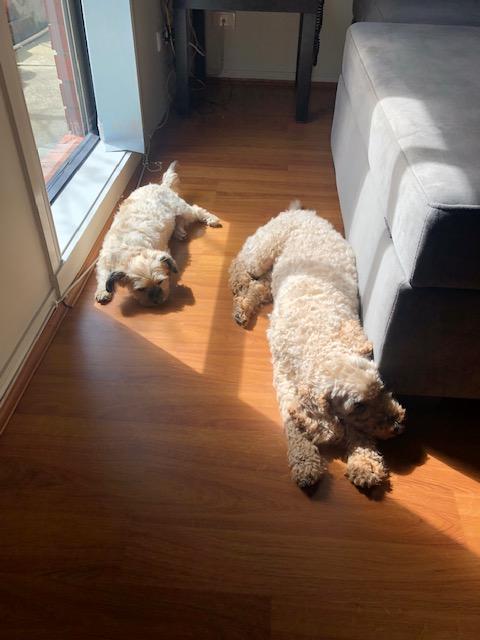 Marley (left) and Benji (right) in the sun. (Saturday, 30th of November 2019)