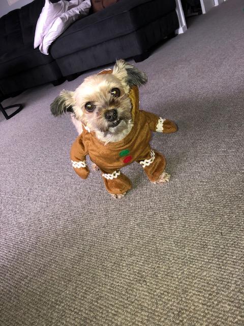 Marley in her Christmas costume. (Sunday, 30th of December 2018)