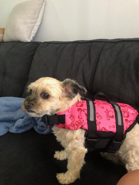 Marley—beach time in my life jacket! (Sunday, 24th of May 2020)