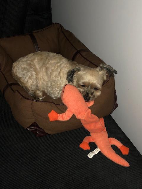 Marley sleeping with her toy. (Sunday, 30th of December 2018)