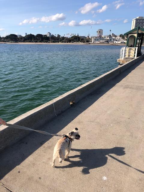 Marley takes a walk on the beach (Sunday, 24th of May 2020)