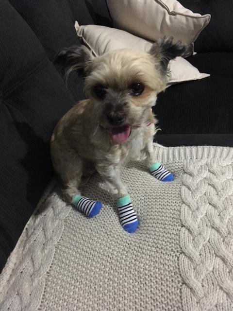 Marley tries out some new socks. (Saturday, 5th of May 2018)