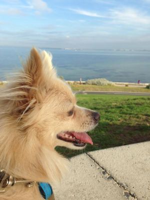 Rocky enjoys the view at Port Ormond. (Sunday, 23rd of April 2017).