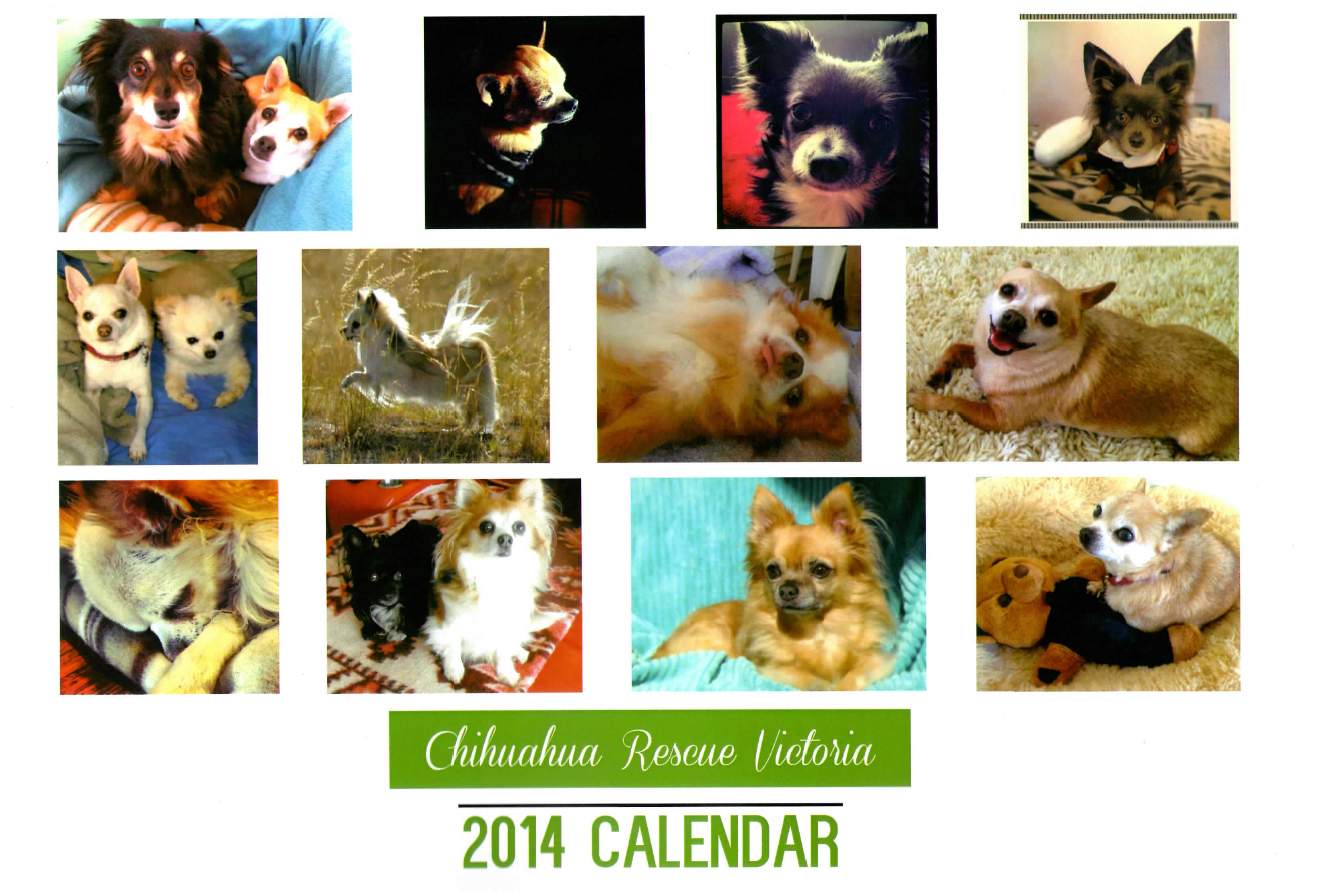 Back page of the Chihuahua Rescue Victoria 2014 Calendar.