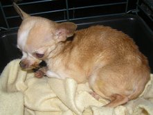 Minnie, a ten year old tiny Chihuahua who needed saving.