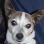 Chihuahua Rescue picked Spotty up as a skinny half starved little dog from a pound.